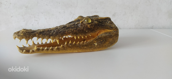 Alligaatori pea. Голова аллигатора. Alligator head. (фото #1)