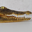 Alligaatori pea. Голова аллигатора. Alligator head. (фото #3)