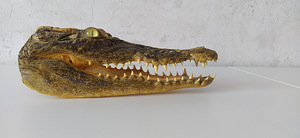 Alligaatori pea. Голова аллигатора. Alligator head. (3 фото из 8)