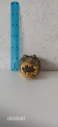 Alligaatori pea. Голова аллигатора. Alligator head. (фото #8)