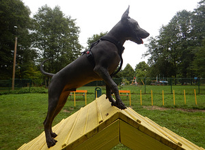 Xoloitzcuintle, xolo. Mehhiko karvutu koer (4 foto / 7)