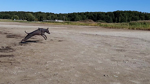 Xoloitzcuintle, xolo. Mehhiko karvutu koer (6 foto / 7)