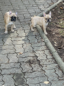 Prantsuse Bulldogi kutsikad (3 foto / 6)