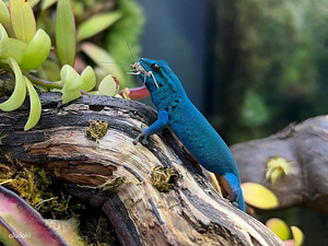 Lygodactylus Williamsi geko (2 foto / 3)