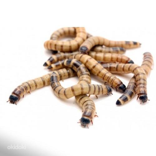 Зофобас, мучной червь, сверчок, дубия - живые и замороженные (фото #3)