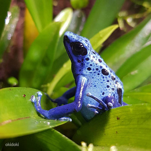 Puukonn - Dendrobates tinctorius azureus (3 foto / 3)