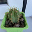 Kaktus (foto #1)