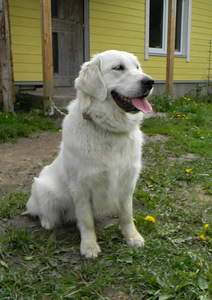 Kuldne retriiver (1 foto / 2)