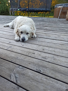 Kuldne retriiver (2 foto / 2)