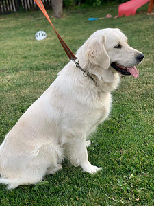 Kuldne retriiver (3 foto / 3)