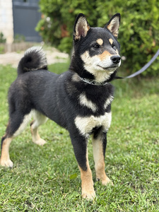 Shiba Inu (1 foto / 4)