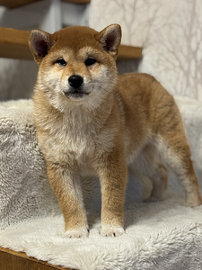 Shiba inu (2 foto / 7)