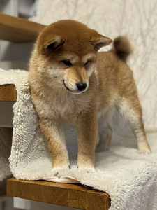 Shiba inu (1 foto / 7)