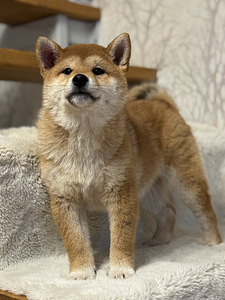 Shiba inu (5 foto / 7)