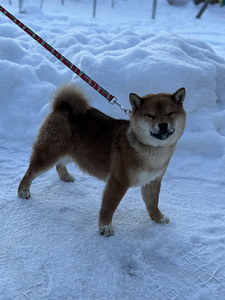 Shiba inu (1 foto / 4)