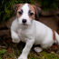 Jack Russell terrier (foto #2)