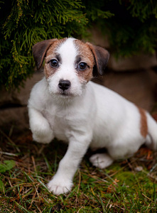 Jack Russell terrier (2 foto no 3)