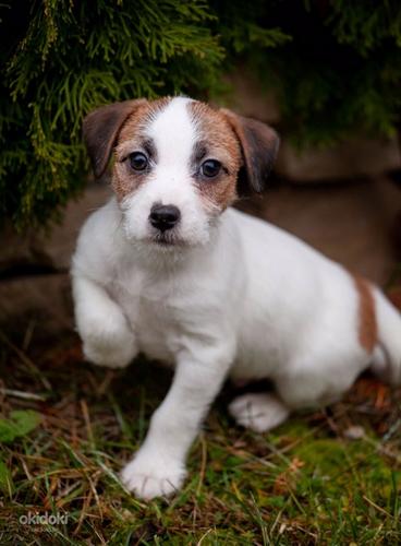 Jack Russell terrier (foto #2)