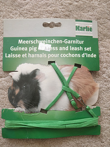 Kaup närilistele, hamstritele, hiirtele, merisigadele (9 foto / 9)