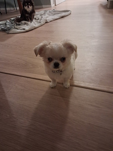 Chihuahua pennut (4 valokuva sivusta 6)