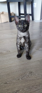 Egyptian mau black smoke (3 foto / 8)