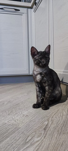 Egyptian mau black smoke (5 foto / 8)
