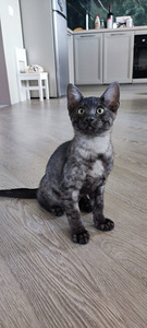 Egyptian mau black smoke (6 foto / 8)
