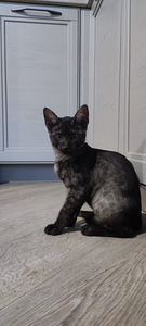Egyptian mau black smoke (8 foto / 8)