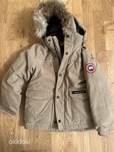 Canada goose