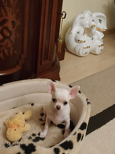 Chihuahua kutsikas (2 foto / 3)