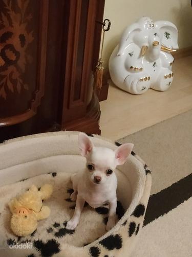 Chihuahua kutsikas (foto #2)
