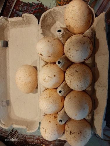 Индюшиные яйца (фото #1)