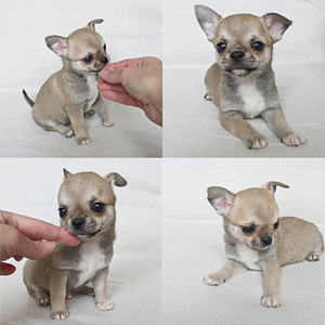 Chihuahua (3 valokuva sivusta 3)