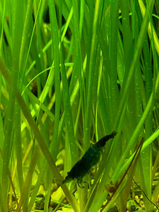 Valisnera (2 foto / 2)