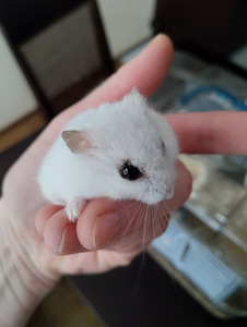 Hamster koos puuri ja tarvikutega (1 foto / 5)