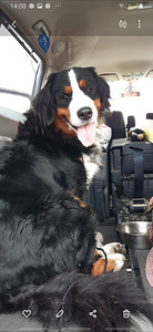 Bernes zennenhund (3 foto no 4)