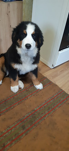Bernes zennenhund (1 foto no 4)