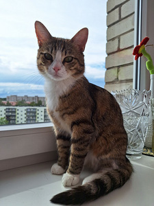 Ma annan kassi headesse kätesse (2 foto / 8)