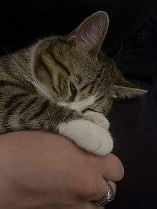 Ma annan kassi headesse kätesse (5 foto / 8)