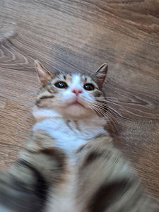 Ma annan kassi headesse kätesse (8 foto / 8)