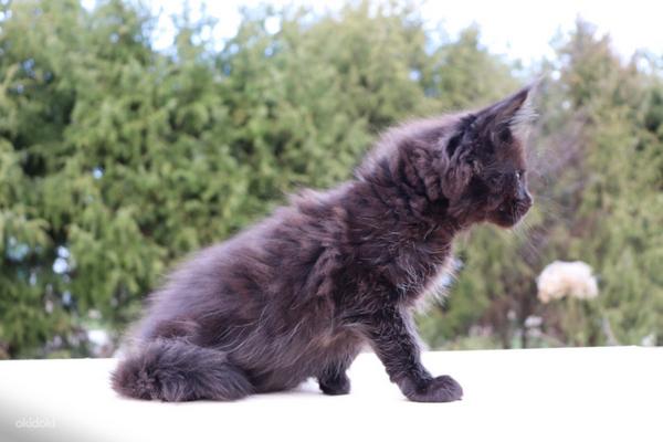 Maine Coon (foto #2)