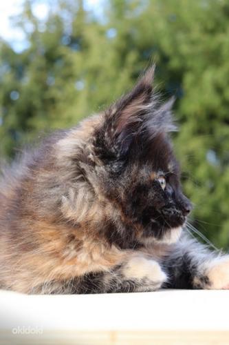 Maine Coon (foto #6)