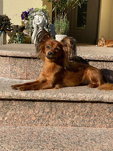Pikakarvaline Vene toy (4 foto / 4)