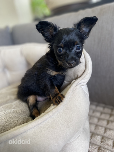 Krievu tojs garspalvainais