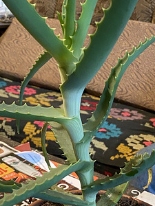 Aaloe (4 foto / 4)