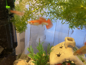 Guppy kala (4 foto / 10)