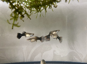 Guppy kala (10 foto / 10)
