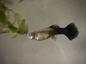 Guppy kala (9 foto / 10)