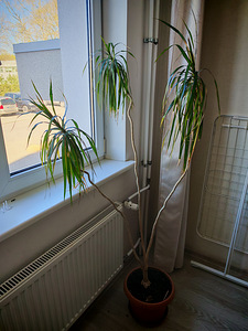 Draakonipuu (1 foto / 1)