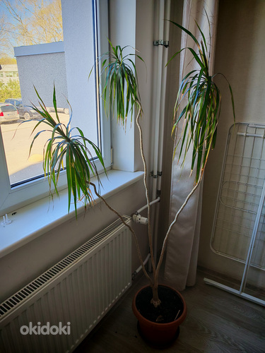 Draakonipuu